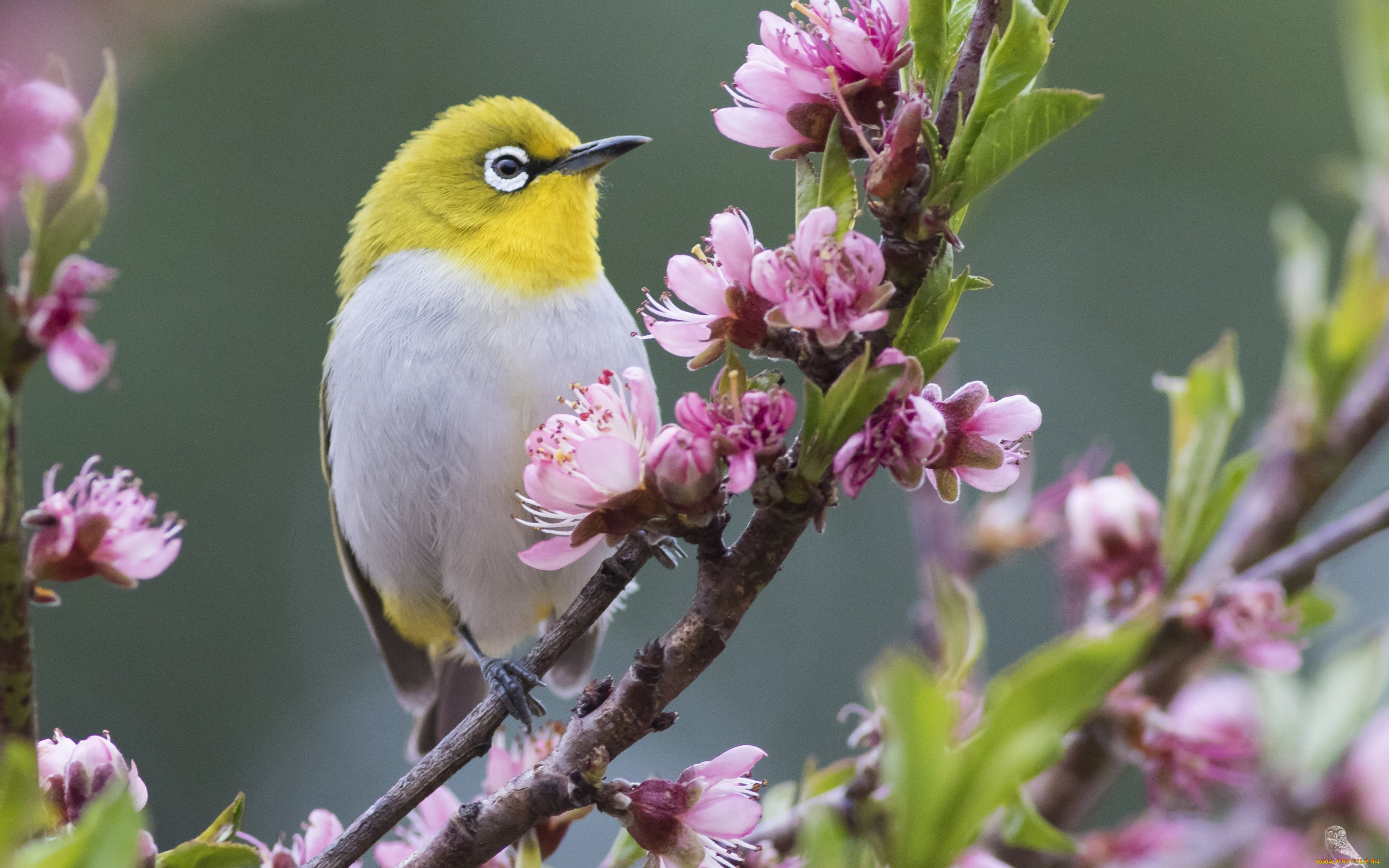 , , , , , , , , white-eye, , 